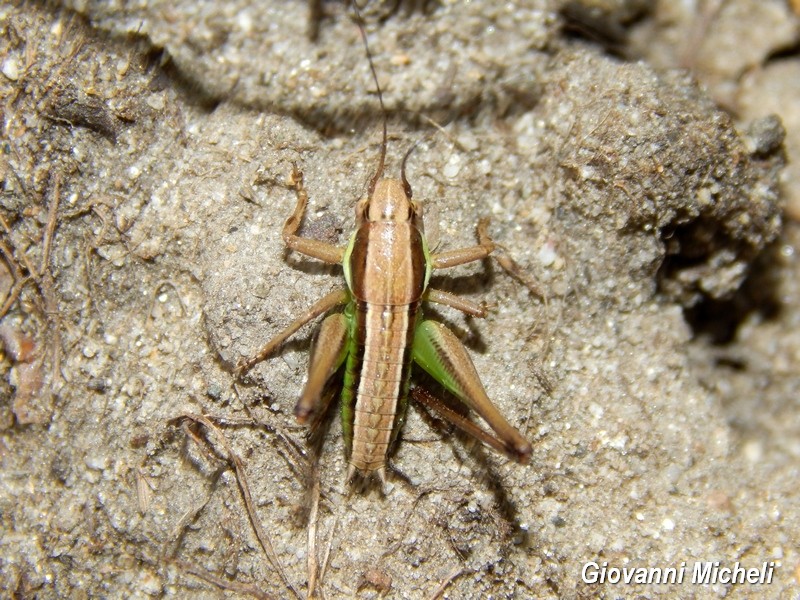 Neanide di Tettigoniidae: cfr. Decticus sp.